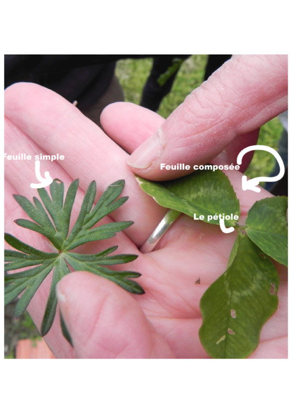 2-feuilles