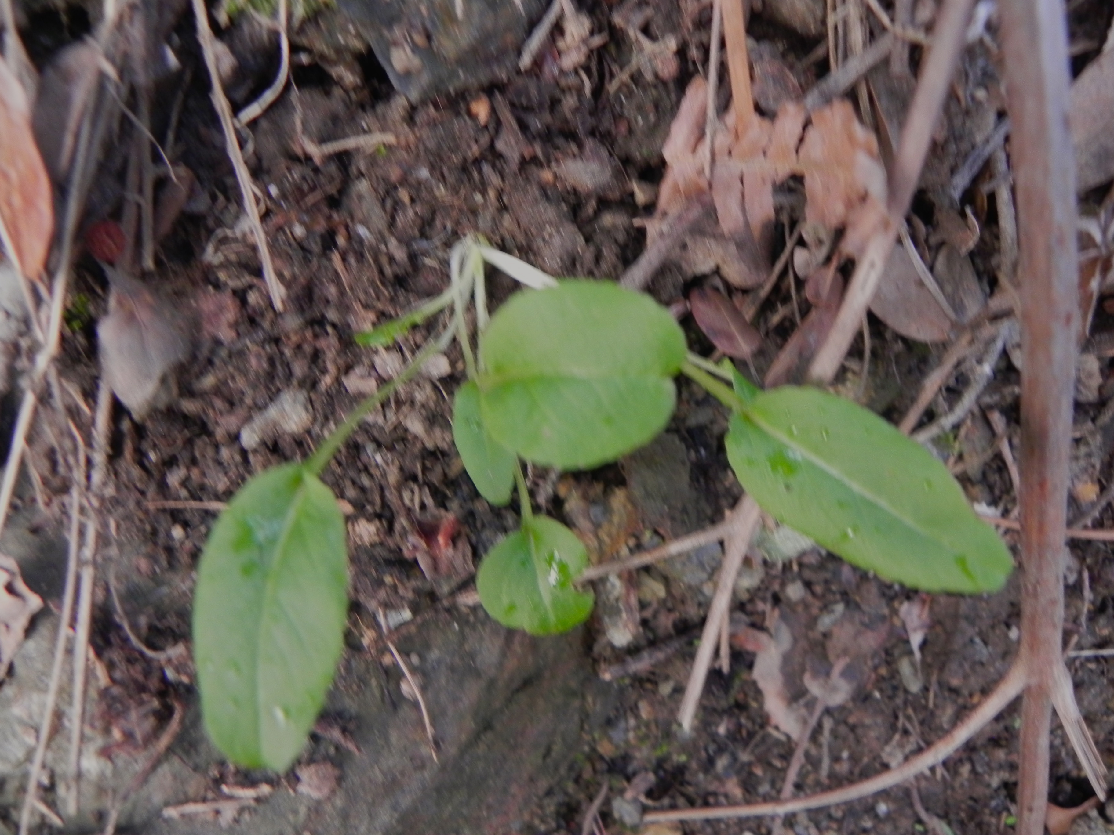 DSCN8307.JPG