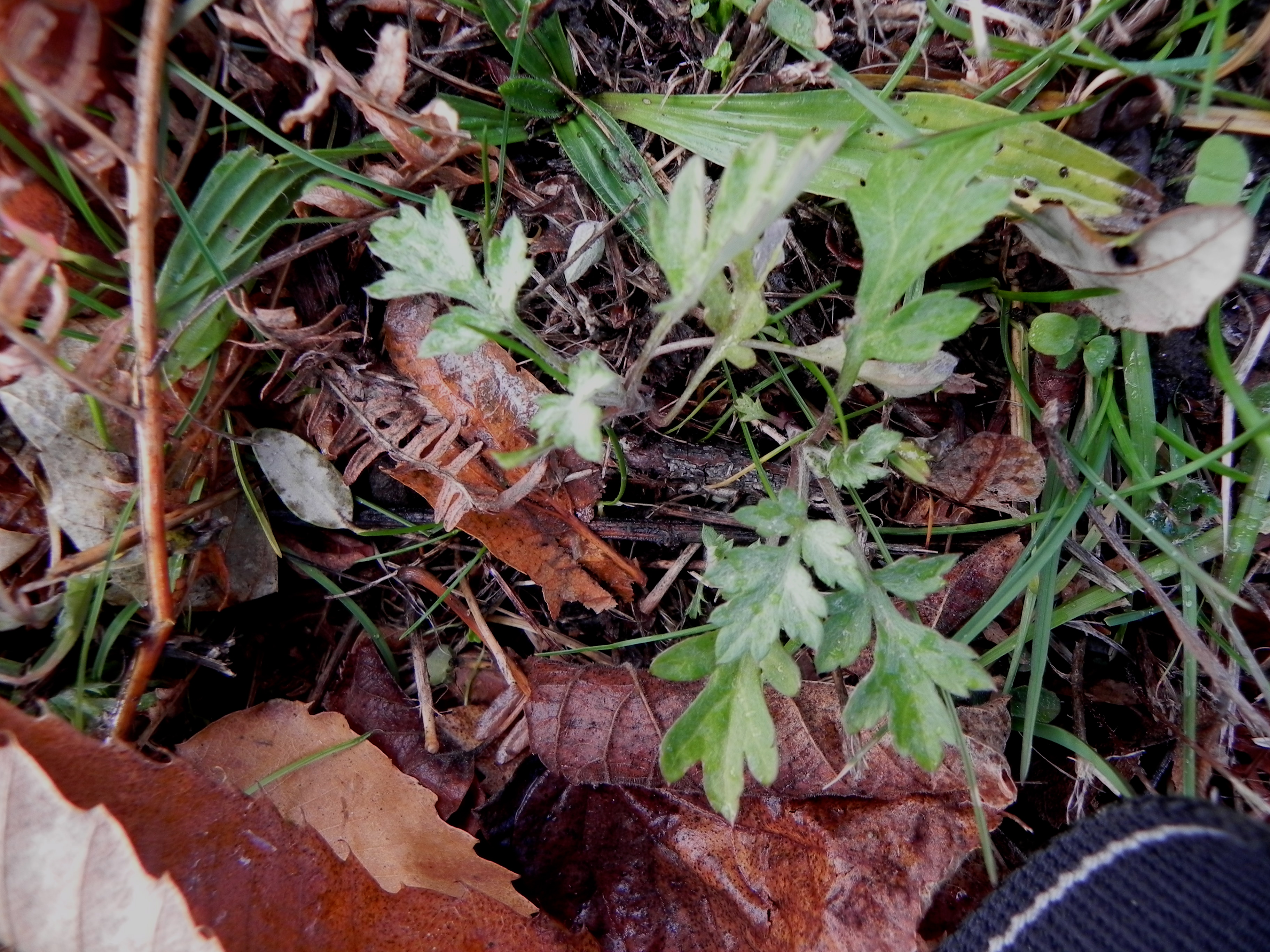 DSCN8313.JPG