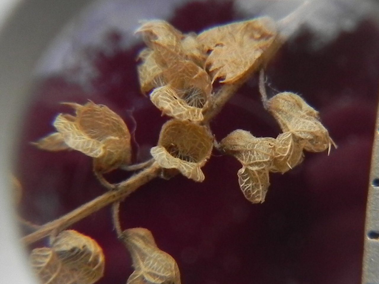 RSCN8306.JPG